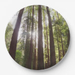 Up to Redwoods in the Morning Paper Plates