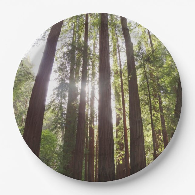 Up to Redwoods in the Morning Paper Plates (Front)