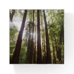 Up to Redwoods in the Morning Paperweight