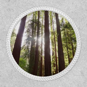 Up to Redwoods in the Morning Patch