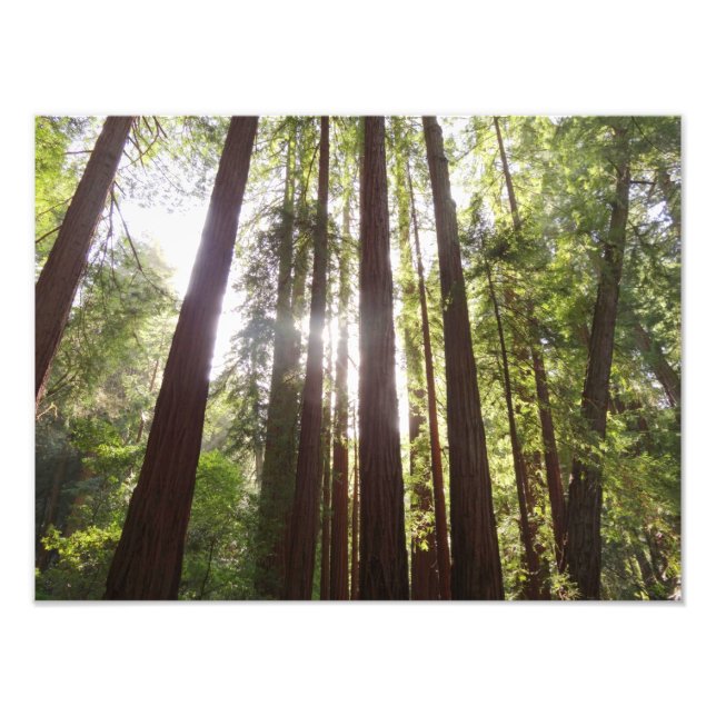 Up to Redwoods in the Morning Photo Print (Front)