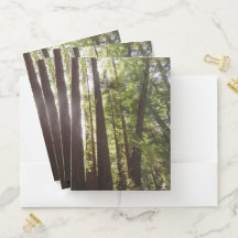 Up to Redwoods in the Morning