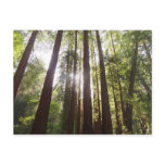 Up to Redwoods in the Morning Postcard