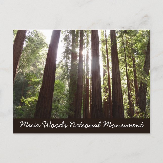 Up to Redwoods in the Morning Postcard (Front)