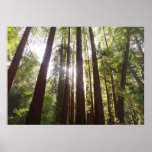 Up to Redwoods in the Morning Poster