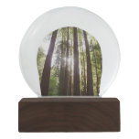 Up to Redwoods in the Morning Snow Globe