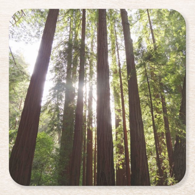 Up to Redwoods in the Morning Square Paper Coaster (Front)