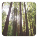 Up to Redwoods in the Morning Square Sticker