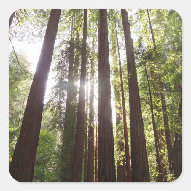 Up to Redwoods in the Morning Square Sticker (Front)
