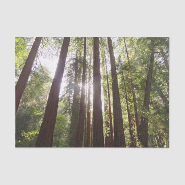 Up to Redwoods in the Morning Tissue Paper (Front)