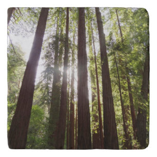 Up to Redwoods in the Morning Trivet