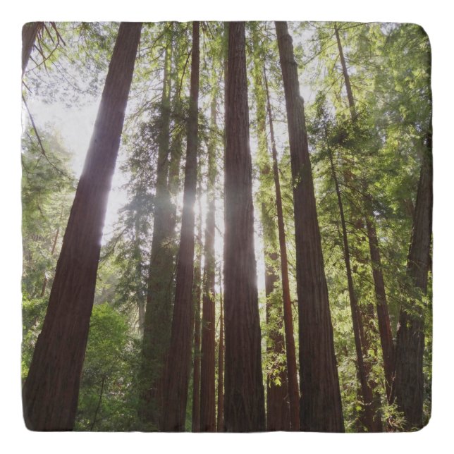 Up to Redwoods in the Morning Trivet (Front)