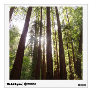 Up to Redwoods in the Morning Wall Decal