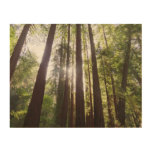 Up to Redwoods in the Morning Wood Wall Art
