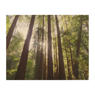 Up to Redwoods in the Morning Wood Wall Art