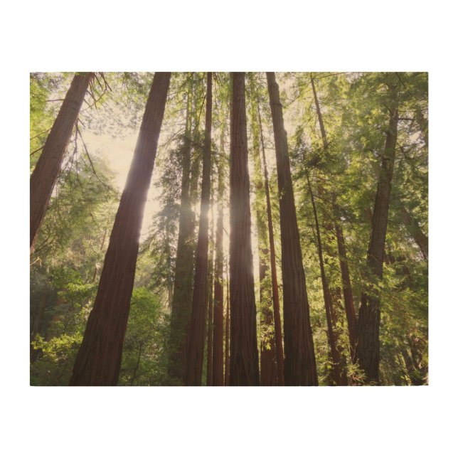 Up to Redwoods in the Morning Wood Wall Art (Front)