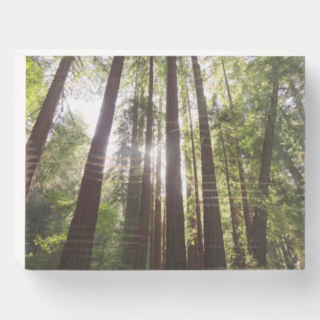 Up to Redwoods in the Morning Wooden Box Sign (Front Horizontal)