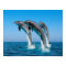 Up Up Up Dolphins