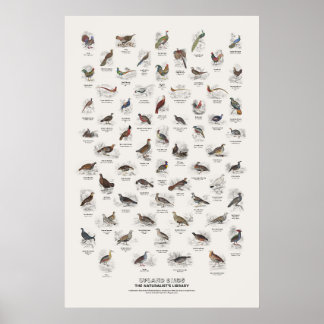 Upland Birds - Naturalist's Library Poster