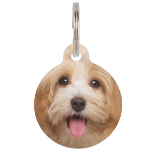 Upload photo animal pet ID tag
