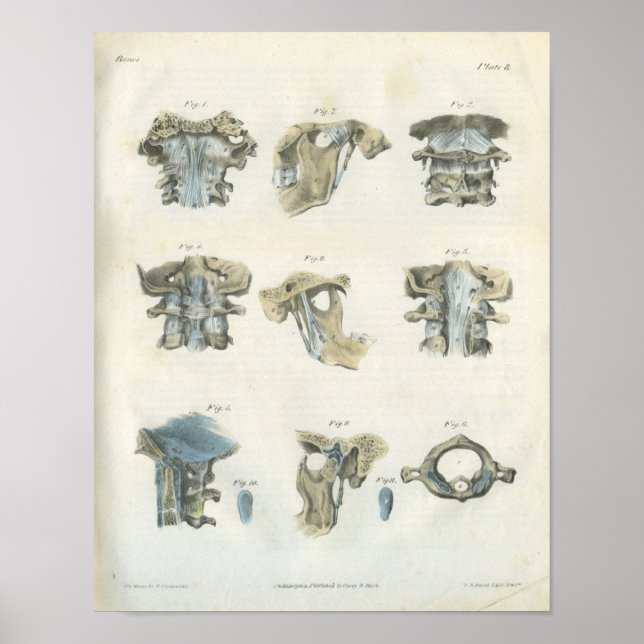 Upper Cervical and TMJ Anatomy Art Chiropractic Poster (Front)