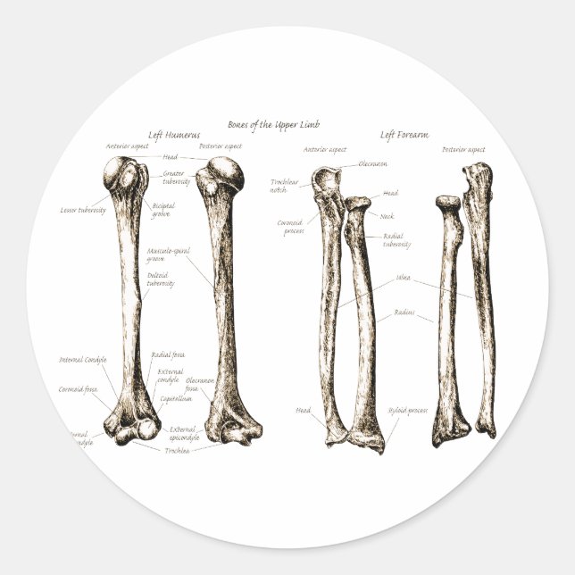 Upper Limb Sepia Classic Round Sticker (Front)