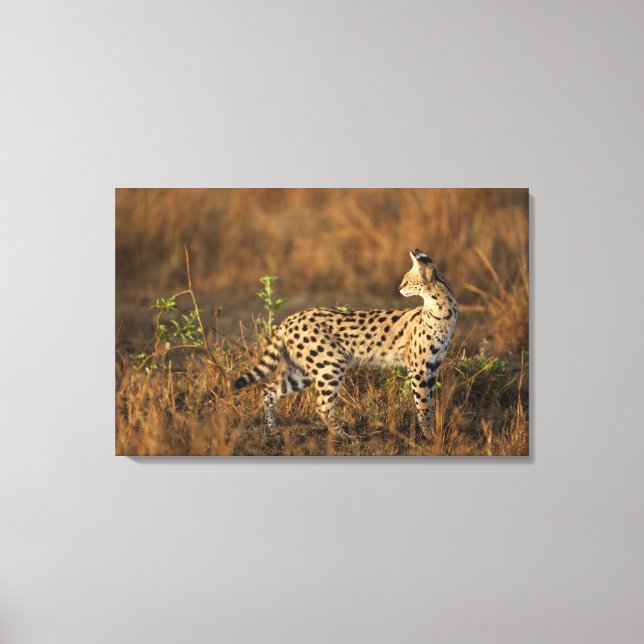 Upper Mara, Masai Mara Game Reserve, Kenya, Canvas Print (Front)