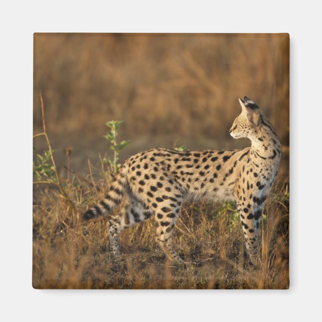 Upper Mara, Masai Mara Game Reserve, Kenya, Magnet (Front)