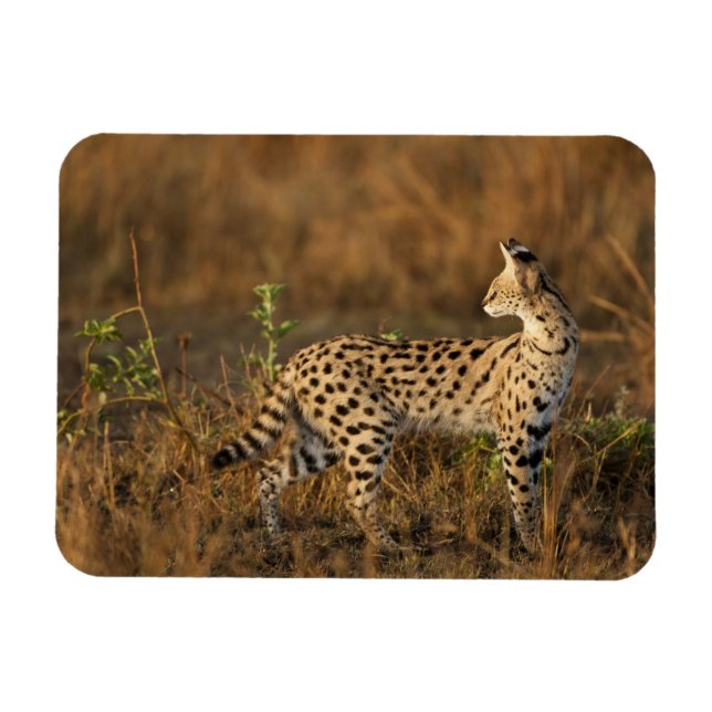 Upper Mara, Masai Mara Game Reserve, Kenya, Magnet (Horizontal)