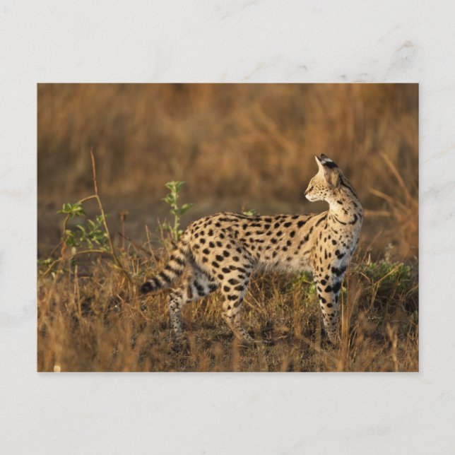 Upper Mara, Masai Mara Game Reserve, Kenya, Postcard (Front)