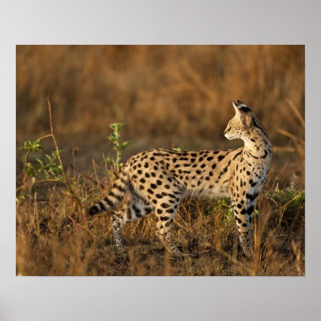 Upper Mara, Masai Mara Game Reserve, Kenya, Poster (Front)