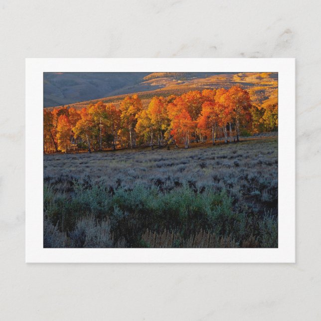 "Upper Summer Meadow" Postcard (Front)