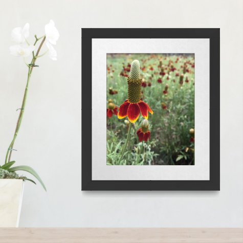 Upright Prairie Coneflower Photograph