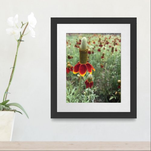 Upright Prairie Coneflower Photograph Framed Art