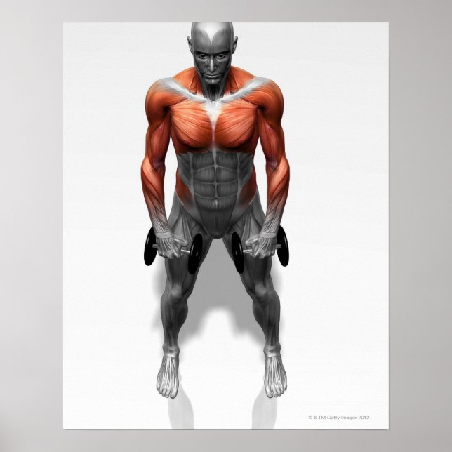 Upright Row Exercise Poster (Front)