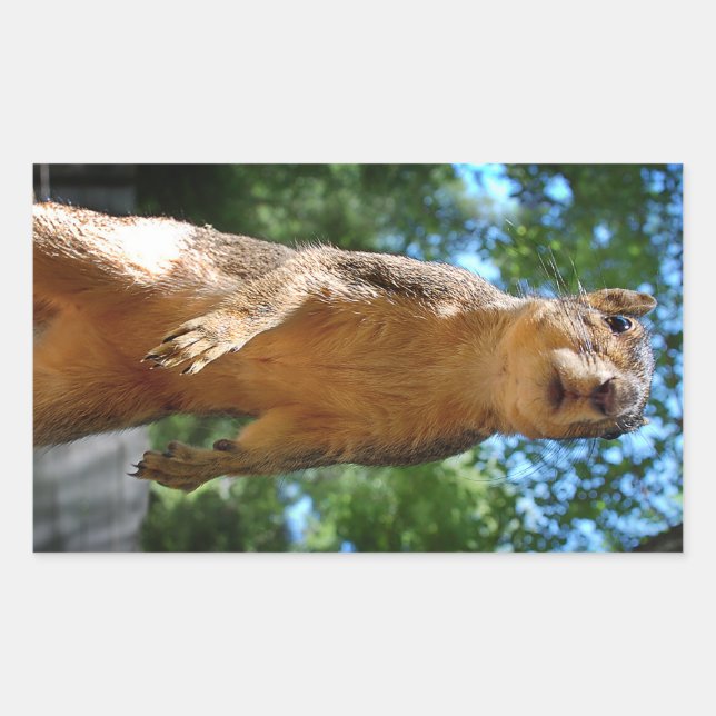 Upright Squirrel Rectangular Sticker (Front)