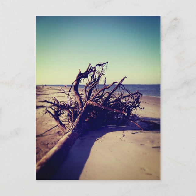 Uprooted Tree On The Beach Postcard (Front)