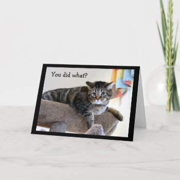 Upset Tabby Cat Card by marshaliebl at Zazzle
