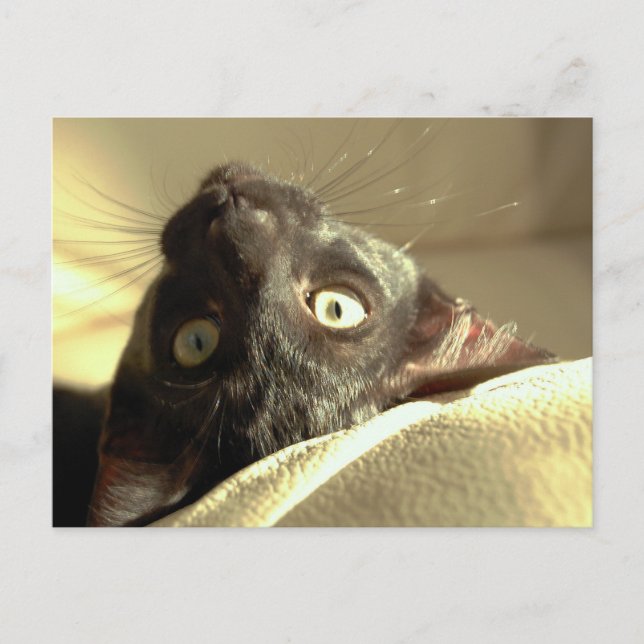 Upside down cat! postcard (Front)