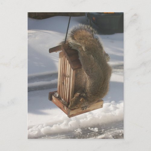 Upside Down Squirrel Postcard