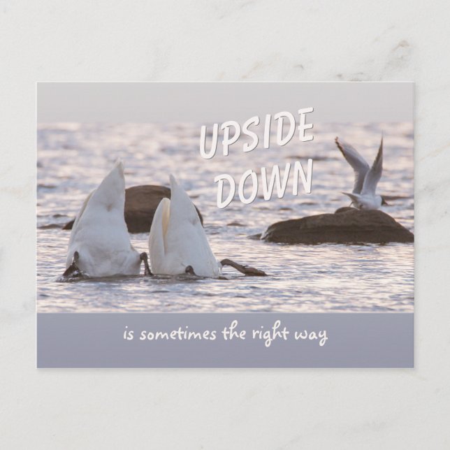 Upside down swan couple CC0758 Thoughtful Postcard (Front)