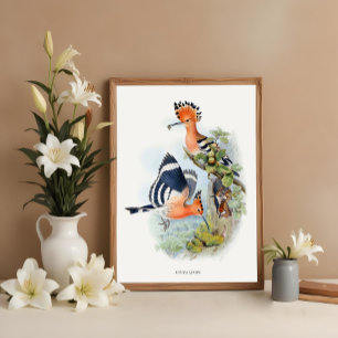 Upupa Epops, vintage birds illustrations Poster