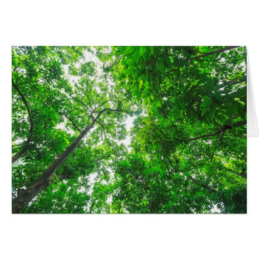Upward View of Trees Cards (Front Horizontal)
