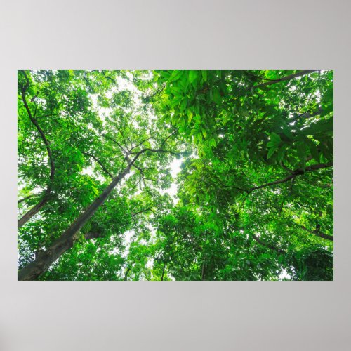 Upward View of Trees Poster