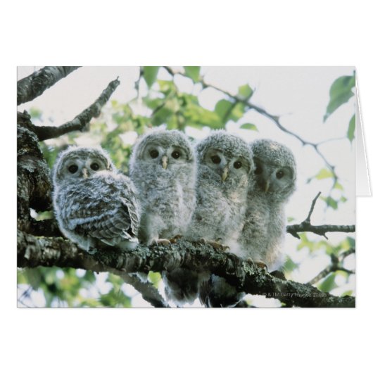 Ural owetsl. Ikeda-machi, Hokkaido, Japan (Front Horizontal)