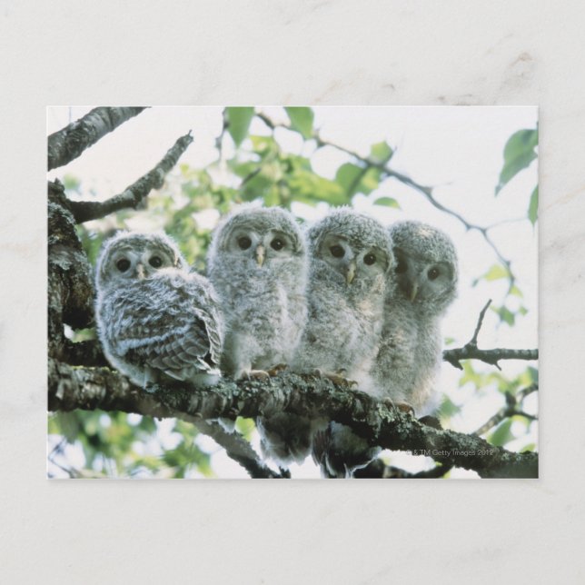 Ural owetsl. Ikeda-machi, Hokkaido, Japan Postcard (Front)