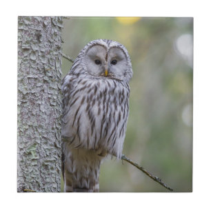 Ural Owl Ceramic Tile