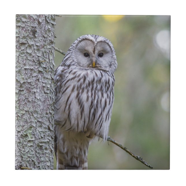 Ural Owl  Ceramic Tile (Front)