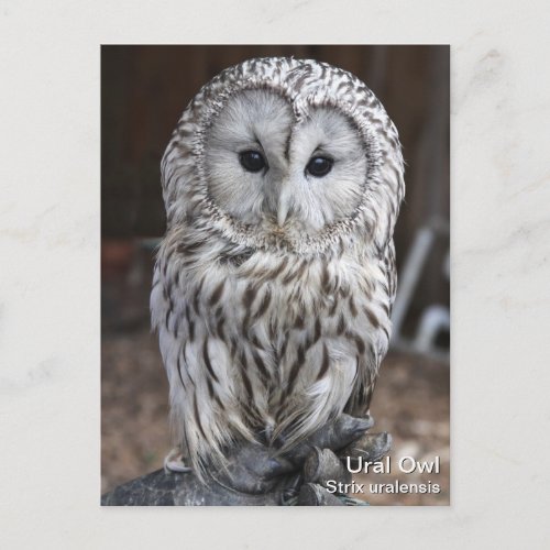 Ural Owl Postcard