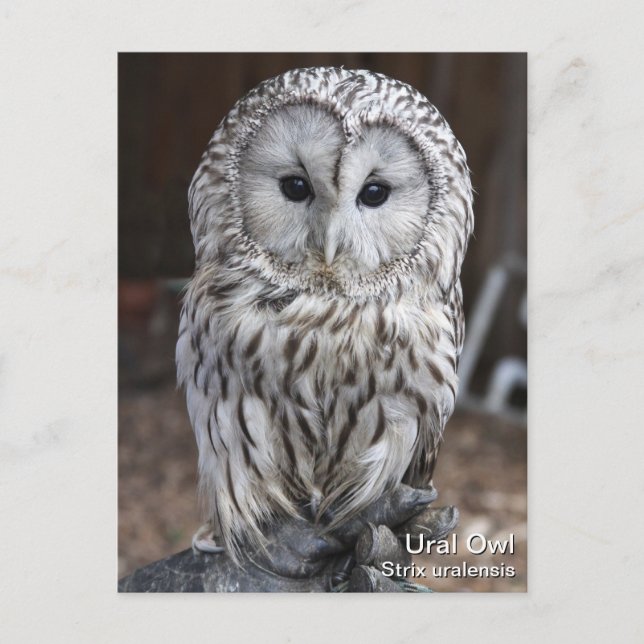 Ural Owl Postcard (Front)